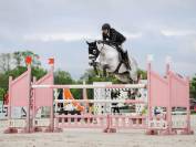 Caballo castrado Holsteiner En venta 2015 Tordo por Casallco