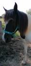 Rina &ndash; Adorable ponette pie 127cm, 19 ans
