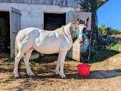 Rina &ndash; Adorable ponette pie 127cm, 19 ans