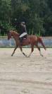 Jument 6 ans - pr&ecirc;te CSO amat 3 potentiel ++