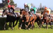 Vend cheval de 7 ans, hors du commun