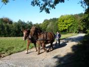 Jument trait breton