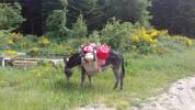 Asno Altre Razze di Asini In vendita 2016 Nero