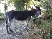 Asno Altre Razze di Asini In vendita 2016 Nero