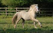 Superbe hongre Welsh Cob palomino de 2024