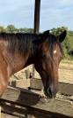 &Agrave; vendre cheval trotteur 