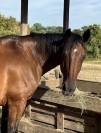 &Agrave; vendre cheval trotteur 