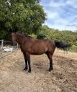 &Agrave; vendre cheval trotteur 