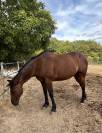 &Agrave; vendre cheval trotteur 