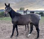 Jument Z &ndash; 4 ans &ndash; D&rsquo;Aganix 2000 Z &ndash; D&eacute;bourr&eacute;e &ndash; Potent