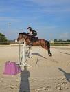 PFS Hongre 9 ans - P Elite As2