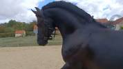&Eacute;TALON FRISON &ndash; CHEVAL D&rsquo;EXCEPTION PAR SON CARACT&Egrave;RE
