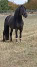 &Eacute;TALON FRISON &ndash; CHEVAL D&rsquo;EXCEPTION PAR SON CARACT&Egrave;RE