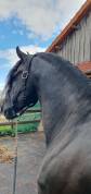 &Eacute;TALON FRISON &ndash; CHEVAL D&rsquo;EXCEPTION PAR SON CARACT&Egrave;RE