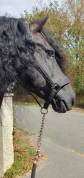 &Eacute;TALON FRISON &ndash; CHEVAL D&rsquo;EXCEPTION PAR SON CARACT&Egrave;RE