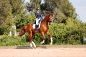 Hongre - Hanovrien - 5 ans - Dressage - France