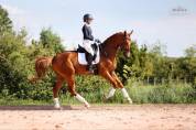 Hongre - Hanovrien - 5 ans - Dressage - France