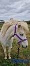 Broodmare No Origin Recorded For sale 2013 Grey