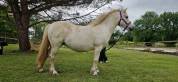 Broodmare No Origin Recorded For sale 2013 Grey