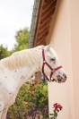 Poney 4 ans 