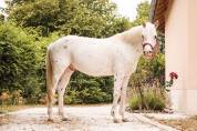 Poney 4 ans 