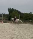 Cheval polyvalent 