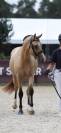 Poney D - 2 ans origines Sport - Isabelle