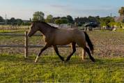 Poney D - 2 ans origines Sport - Isabelle