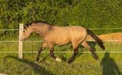 Poney D - 2 ans origines Sport - Isabelle