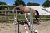 Poney D - 2 ans origines Sport - Isabelle