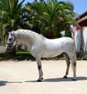 Cheval dress&eacute;