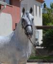 Cheval dress&eacute;