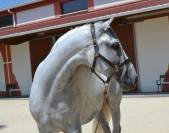 Cheval dress&eacute;