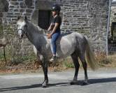 LIVINGSTON connemara part bred 5 ans