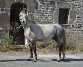 LIVINGSTON connemara part bred 5 ans