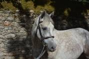 LIVINGSTON connemara part bred 5 ans