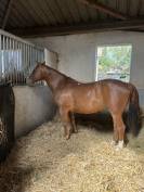 ? &Agrave; VENDRE &ndash; Jument Quarter Horse 6 ans