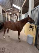 ? &Agrave; VENDRE &ndash; Jument Quarter Horse 6 ans