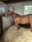 ? &Agrave; VENDRE &ndash; Jument Quarter Horse 6 ans