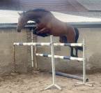 Super jument 3 ans, +-1m70, bwp