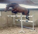 Super jument 3 ans, +-1m70, bwp