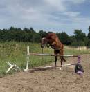 Jeune cheval 3 ans sbs 