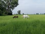 Pensione cavalli naturale vicino a Milano e Lodi