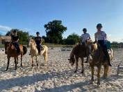 Pension chevaux 