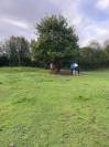 Pension chevaux 