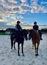 Pension chevaux 