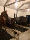 Pension chevaux 
