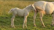 Pouliche cremello 