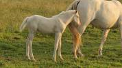 Pouliche cremello 