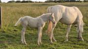 Pouliche cremello 